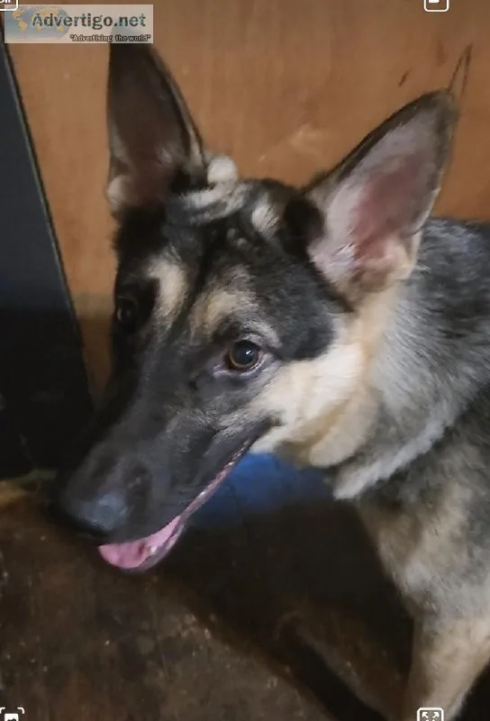 Belgian malinois for sale