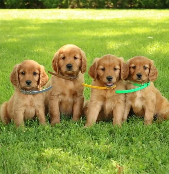 Bailey Working Golden Retrievers Puppies