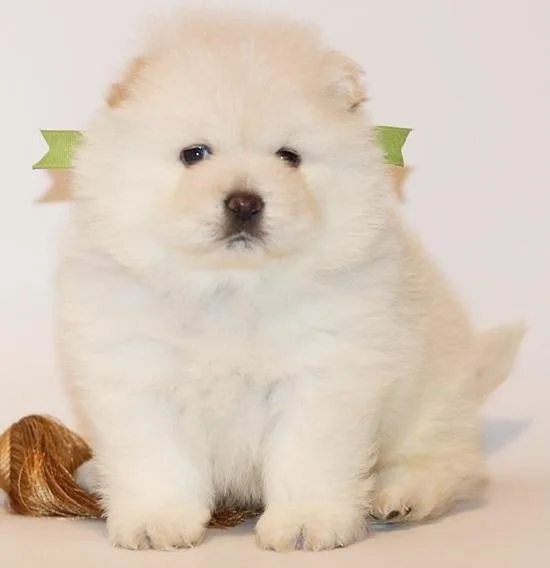 Itchy Chow Chow Puppies For Sweet Home
