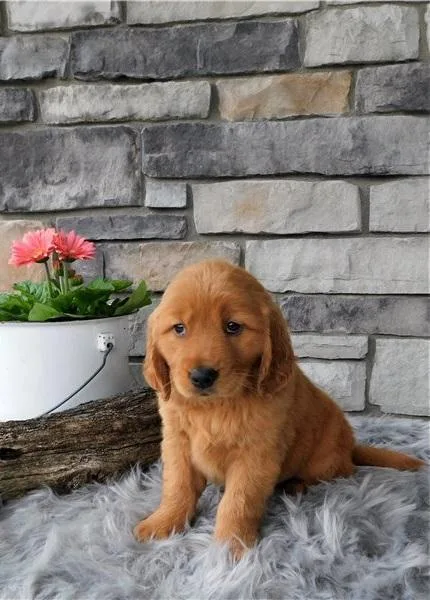 Excellent golden retriever puppies for sale