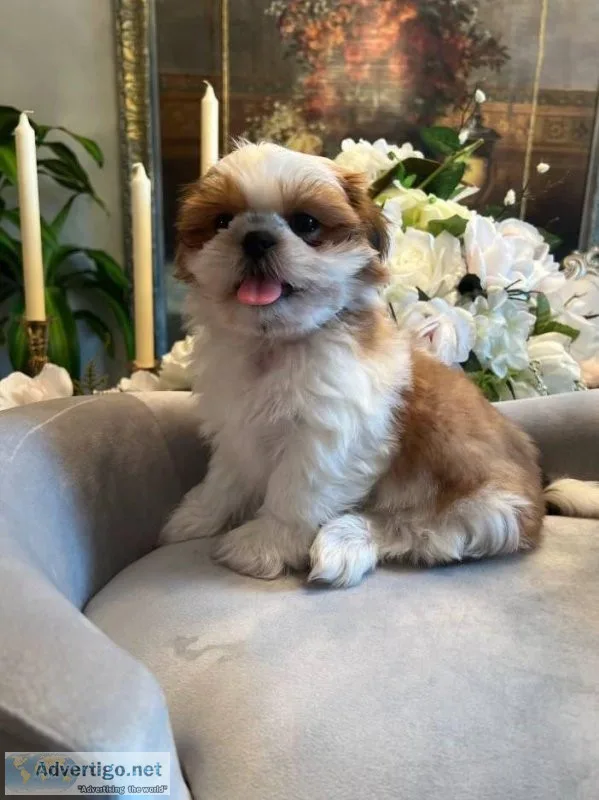 Shih Tzu puppies for sale