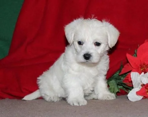 West highland terrier puppies AKC Reg for SALE