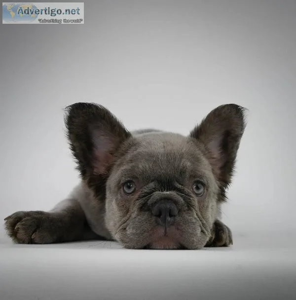 French Bulldog puppies for sale