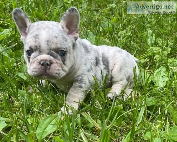 Glorious Merle French Bulldog Puppies Ready Now