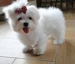 Stunning T-Cup Maltese Puppies Available