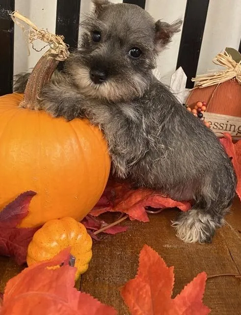 Stunning AKC Registered Miniature Schnauzer Puppies