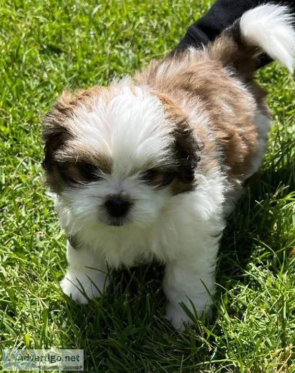 Shih Tzu puppies for sale