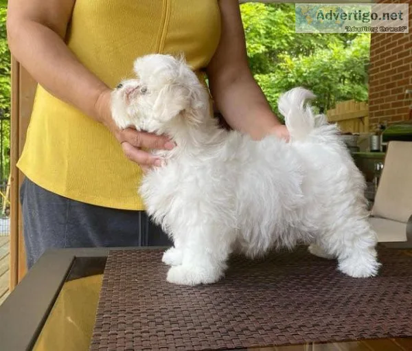 Maltese Teacup Boy And Girl ready now for good home text via 626