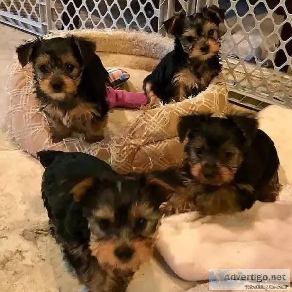 Micro Tiny AKc Registered yorkie text via 626-655-1287