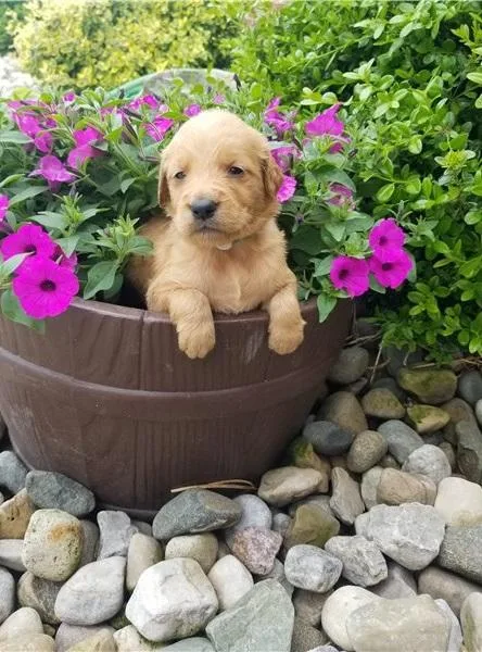 6 AKC Registered Golden retriever puppy