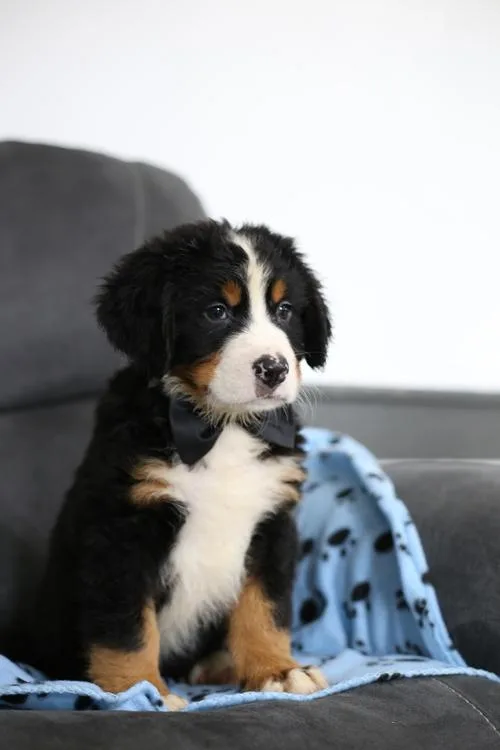Bernese mountain puppies