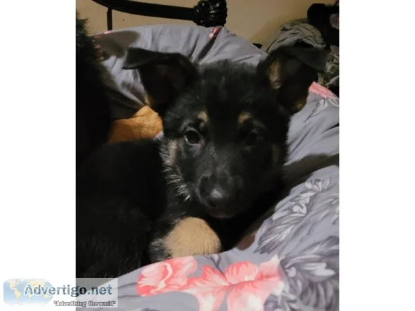 Very handsom German Shepard puppies for sale