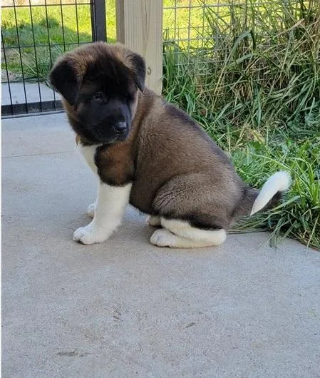 Repulsive Akita Puppies For Sale