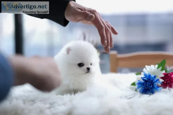 Two Awesome T-Cup Pomeranian Puppies