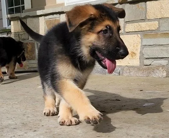 Full Vaccinated Purebred AKC German Shepherd Puppies