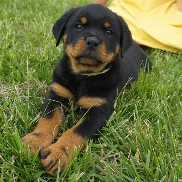 Magnificent Rottweiler Puppies Sale