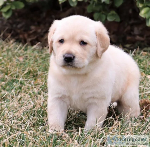 Labrador Retriever puppies for sale