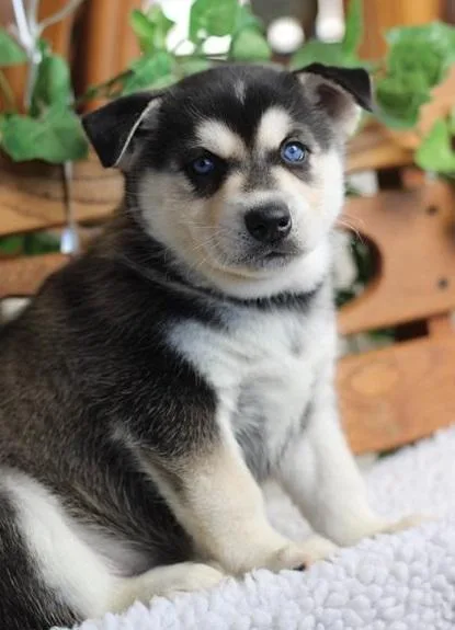 Vivacious Alaskan Klee Kia Puppies