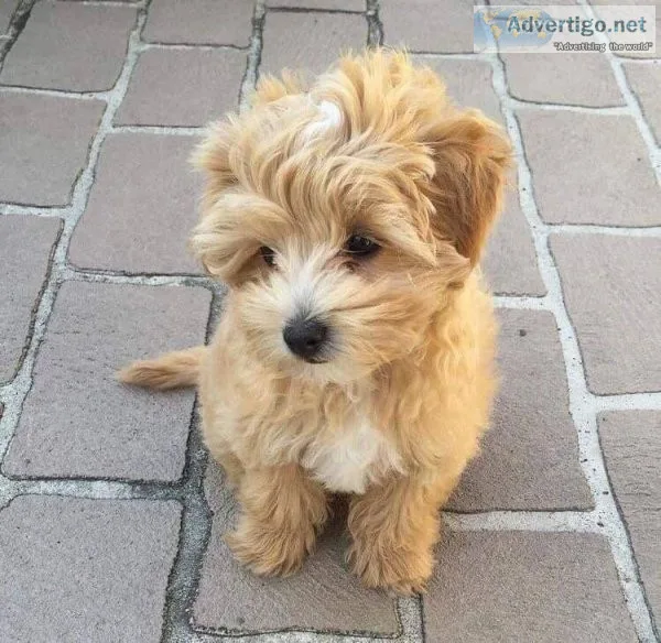 MALTIPOO PUREBRED