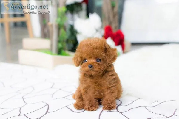 AKC Teacup Poodle Registered male and female