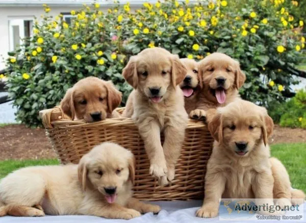 Nala Fantastic Golden retriever puppies for sale