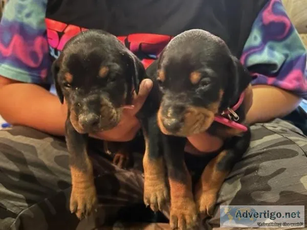 100% Euroepan female Doberman puppies  Full AKC Registration off