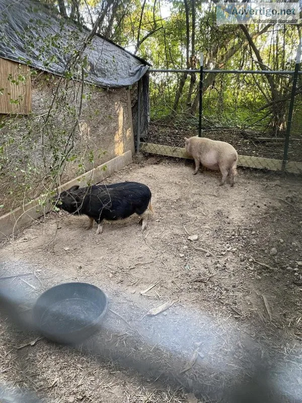 Potbelly pigs