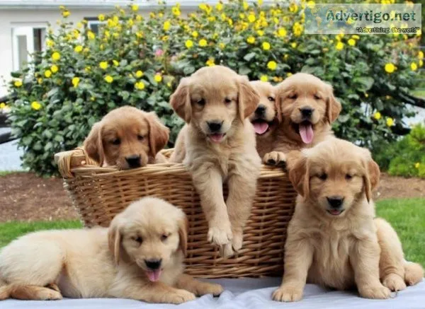 Cute Working Golden Retrievers Puppies