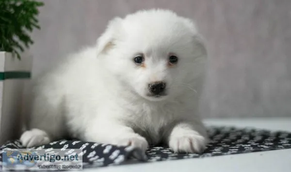 Spotless American Eskimo Puppies For Kids Home