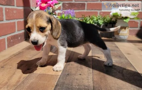 Mysterious Beagle Puppies Available