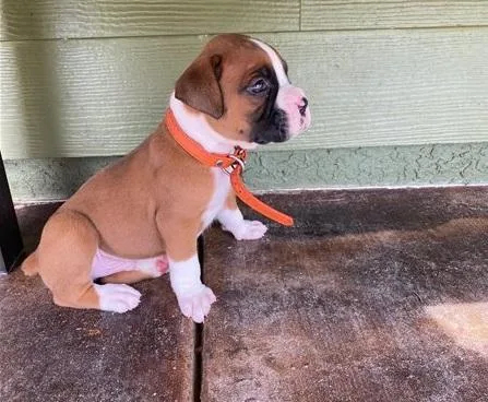 AKC Boxer Puppy- Champion Bloodlines