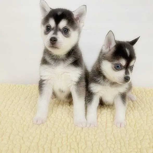 Stormy Alaskan Klee Kia Puppies
