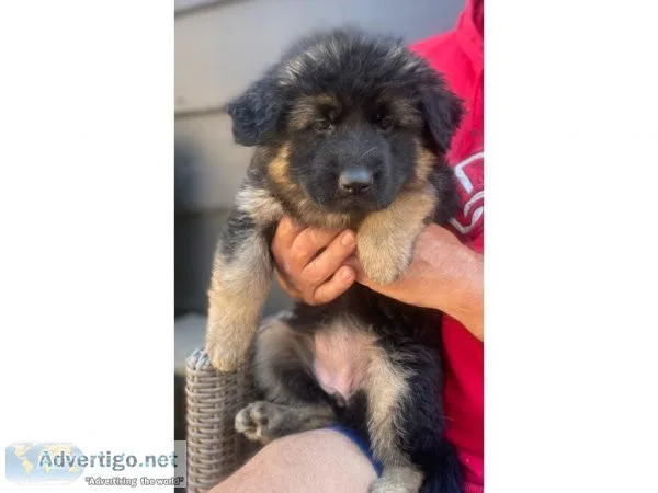 Classi German Shepard puppies for sale