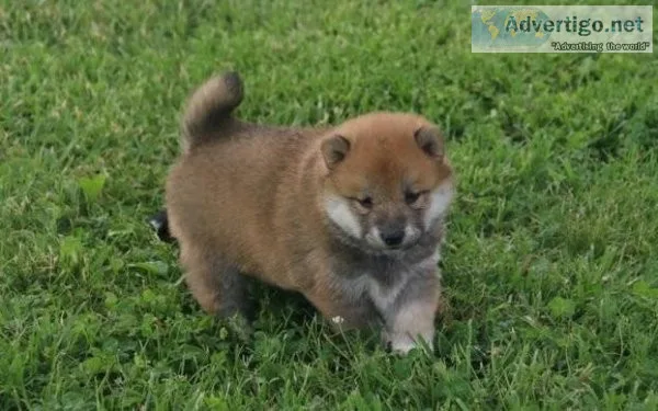 Panicky Shiba Inu Puppies For Sale