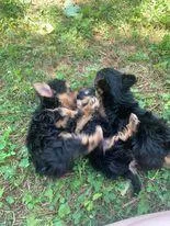 Yorkie Miniature puppies