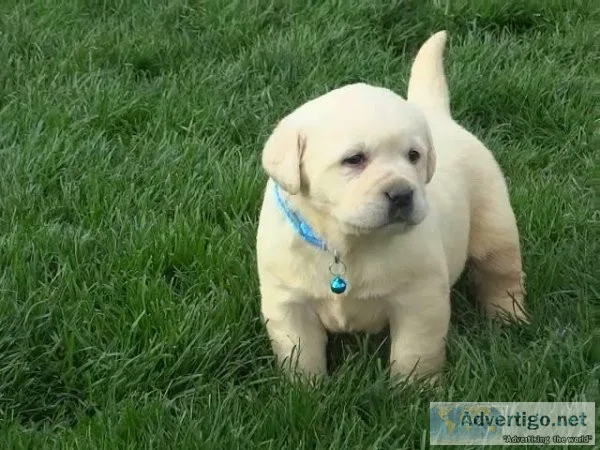 Labrador Retriever puppies for sale