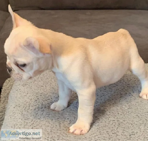Top Quality French Bulldog Puppies.