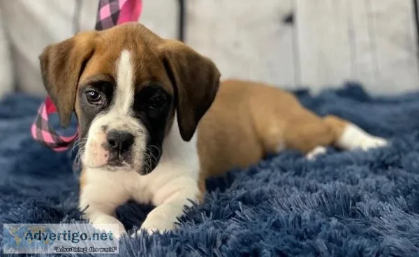 Curious Boxer Puppies Available