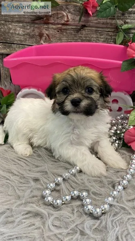 AKC Pedigree Havanese puppies Fully Vaccinated