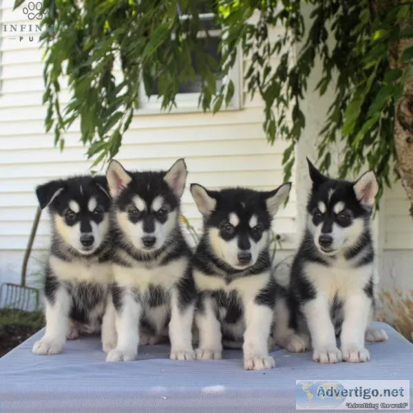 jhdg Beautiful Chunky Red Alaskan Malamute Puppies