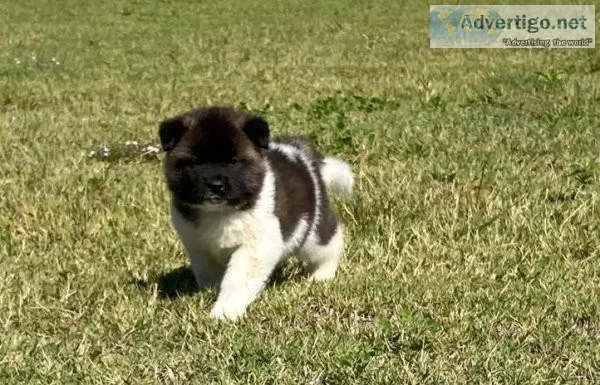 Ugliest Akita Puppies Outdoor Now