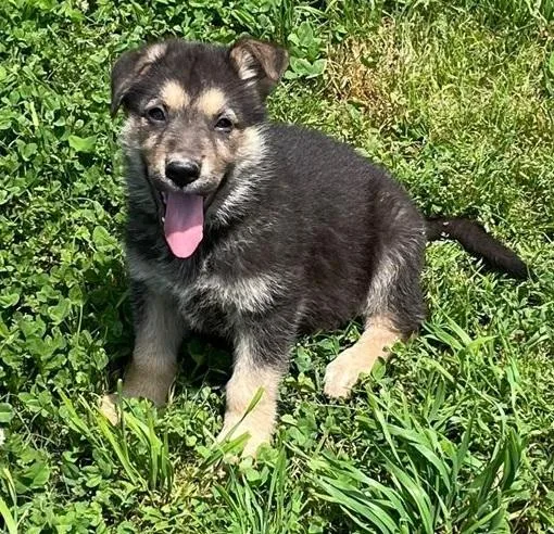 Import Working Line German Shepherd Puppies