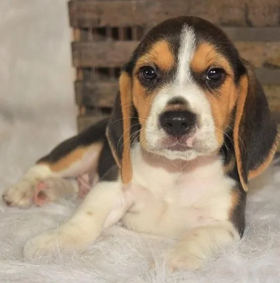 Really Cute Beagle Puppies Ready Now