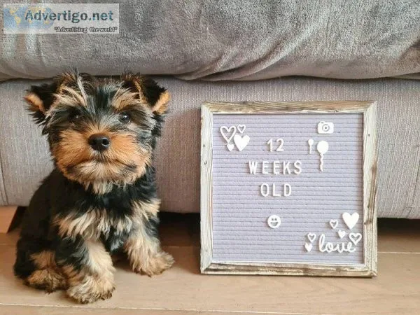 Yorkie Puppies for adoption