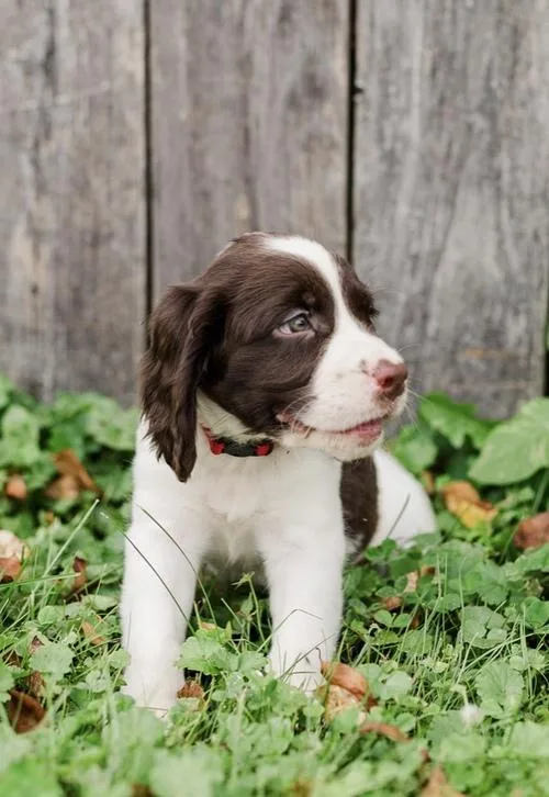 Beautiful English Springer Spaniel Puppies