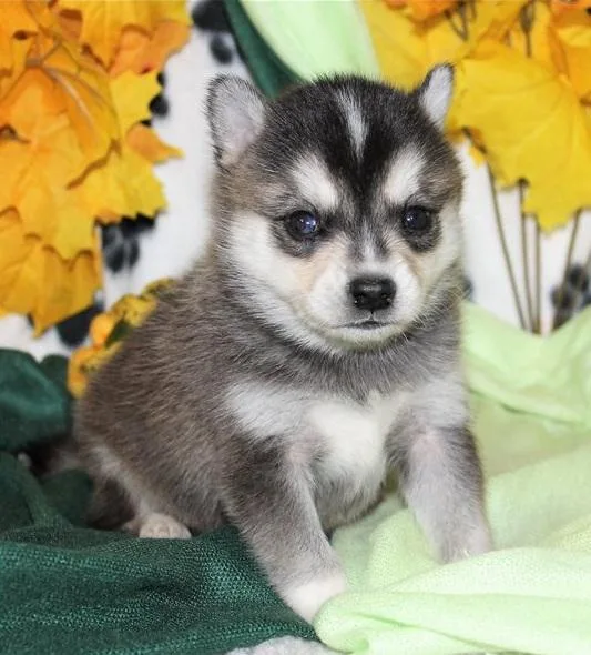 Home Raised Alaskan Klee Kai Pups