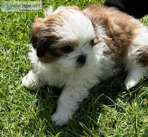 Shih Tzu puppies for sale