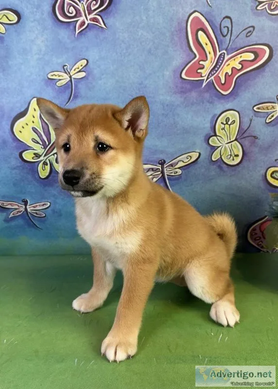 Tara Shiba Inu