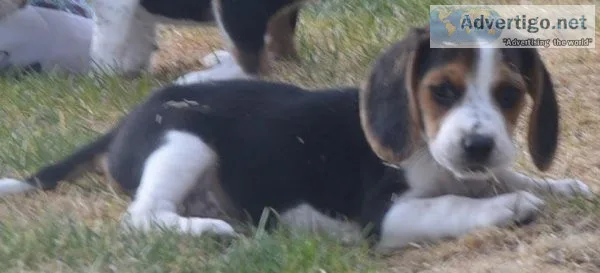 Depressed Beagle Puppies Ready Now