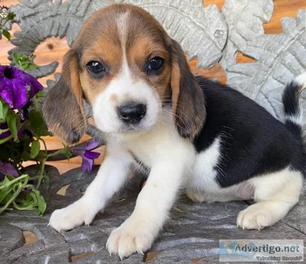 Beagle puppies available for new homes